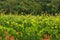 Vineyards between Arrabida mountains