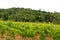 Vineyards between Arrabida mountains