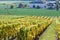 Vineyards in autumn