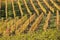 Vineyards in autumn