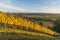 Vineyards in autumn in evening light, Canton Thurgau, Switzerland