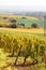 Vineyards in autumn in Germany region Rheingau