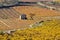 Vineyards In Autumn, La Rioja, Spain