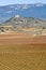 Vineyards In Autumn, La Rioja, Spain