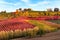 Vineyards and autumn landscape, rolling hills and fall colors