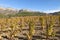 The vineyards in autumn near the village of La Vilella Alta, in the