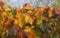 Vineyards in the autumn with red foliage. Transition of the vine to wintering.