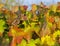 Vineyards in the autumn with red foliage. Transition of the vine to wintering.