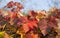 Vineyards in the autumn with red foliage. Transition of the vine to wintering.