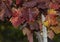 Vineyards in the autumn with red foliage. Transition of the vine to wintering.