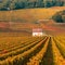 Vineyards in the autumn season, Burgundy, France