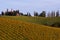 Vineyards In Autumn, Slovenia