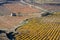 Vineyards In Autumn (Spain)