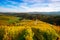 Vineyards with a autumn  in Spicnik, Slovenia