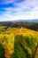 Vineyards with a autumn  in Spicnik, Slovenia