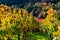 Vineyards at autumn time with colorful leaves in the sunshine