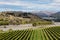 Vineyards at Awatere river in New Zealand