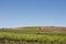 Vineyards, Barossa Valley, Australia