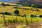 Vineyards, Beaujolais, Rhone-Alpes, France