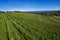 Vineyards on the beautiful hills in the Roero area of Piedmont Italy