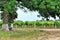 Vineyards. Bench under big tree