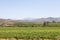 Vineyards in Breede River Valley at McGregor with Riviersonderend Mountains