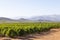 Vineyards in the Breede River Valley near McGregor, Western Cape Winelands, South Africa