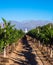 Vineyards in Cafayate