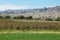 Vineyards in Cafayate, Argentina