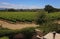 Vineyards California Central Coast