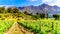 Vineyards of the Cape Winelands in the Franschhoek Valley in the Western Cape of South Africa