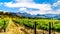 Vineyards of the Cape Winelands in the Franschhoek Valley in the Western Cape of South Africa, amidst the surrounding Drakenstein