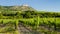 vineyards, castle Devicky, Palava, Moravia region, Czech Republic