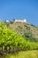 vineyards, castle Devicky, Palava, Moravia region, Czech Republic