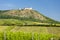 vineyards, castle Devicky, Palava, Moravia region, Czech Republic