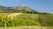 vineyards, castle Devicky, Palava, Moravia region, Czech Republic