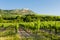 vineyards, castle Devicky, Palava, Moravia region, Czech Republic