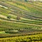 Vineyards in Cejkovice region, Czech Republic