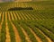 Vineyards, Central Coast California