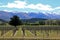 Vineyards in central Otago
