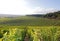 Vineyards of Chablis, Burgundy (France)