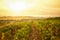 Vineyards in the Champagne region, France