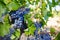 Vineyards in chateau, Chateauneuf-du-Pape, France