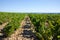 Vineyards in chateau, Chateauneuf-du-Pape, France