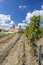 Vineyards with Chateau Cos d'Estournel, Bordeaux, Aquitaine, France