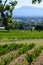 Vineyards of Chateauneuf du Pape appelation with grapes growing on soils with large rounded stones galets roules, lime stones,