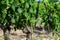 Vineyards of Chateauneuf du Pape appellation with grapes growing on soils with large rounded stones galets roules, lime stones,
