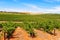 Vineyards - Clare Valley