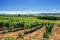 Vineyards on clear summer day