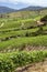 Vineyards in the Colchagua Valley - Chile